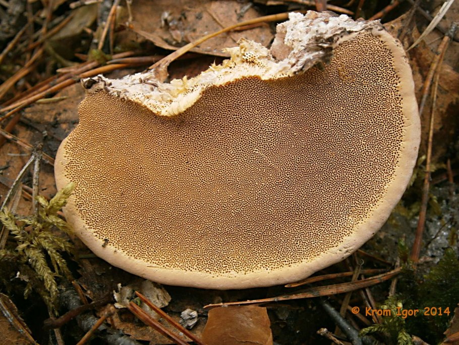 Трутовик окаймленный гименофор