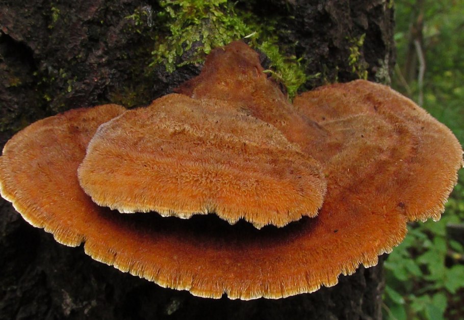 Дедалеопсис трутовик