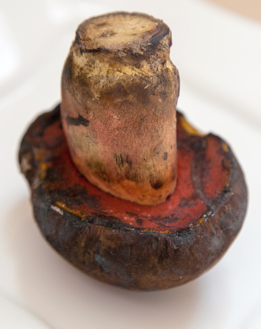 Гриб поддубовик сатанинский