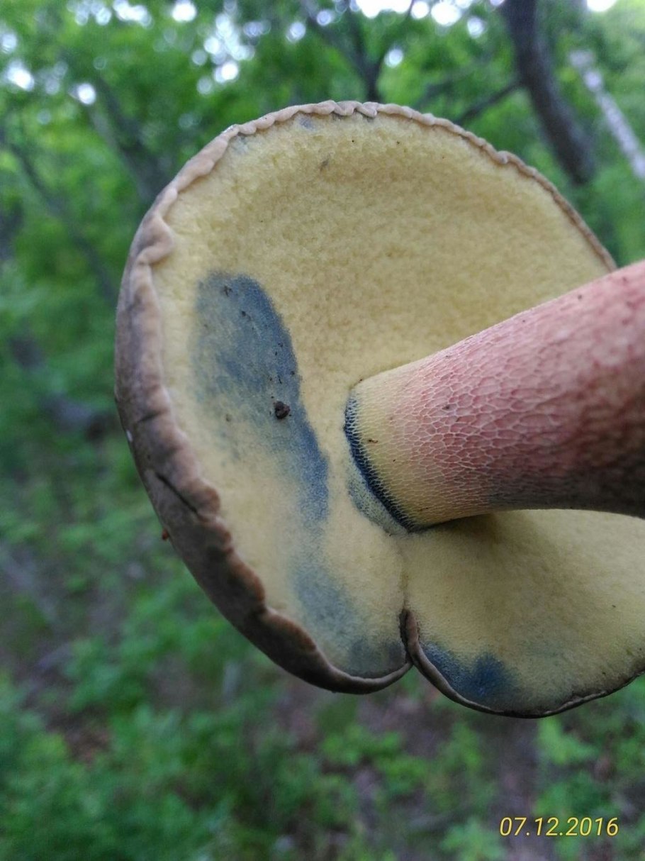 Моховик красивоножковый