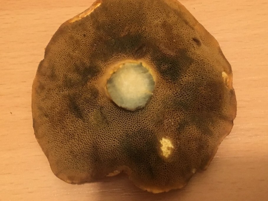 Масленок желтый на срезе