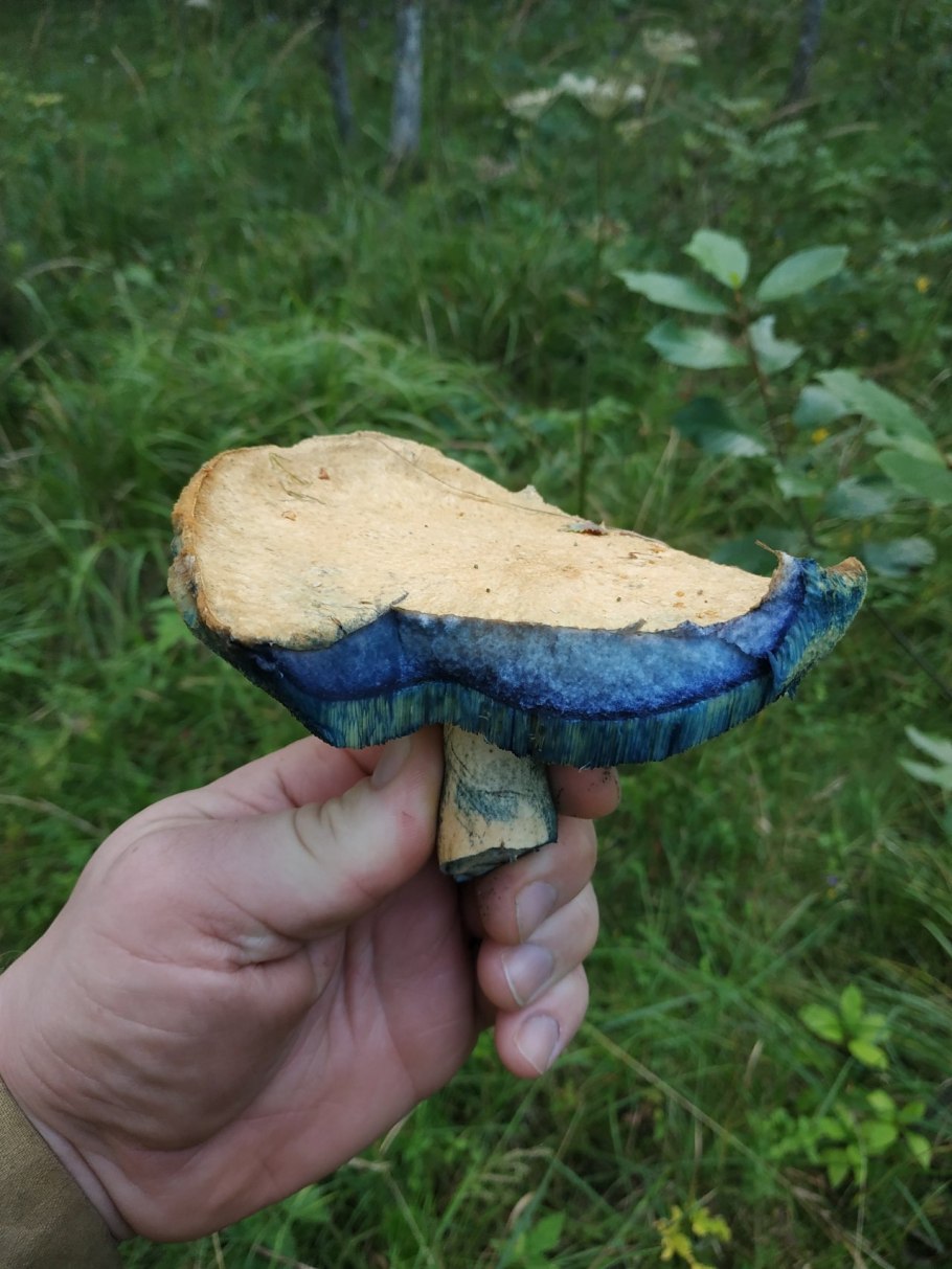 Гиропорус синеющий (Gyroporus cyanescens)