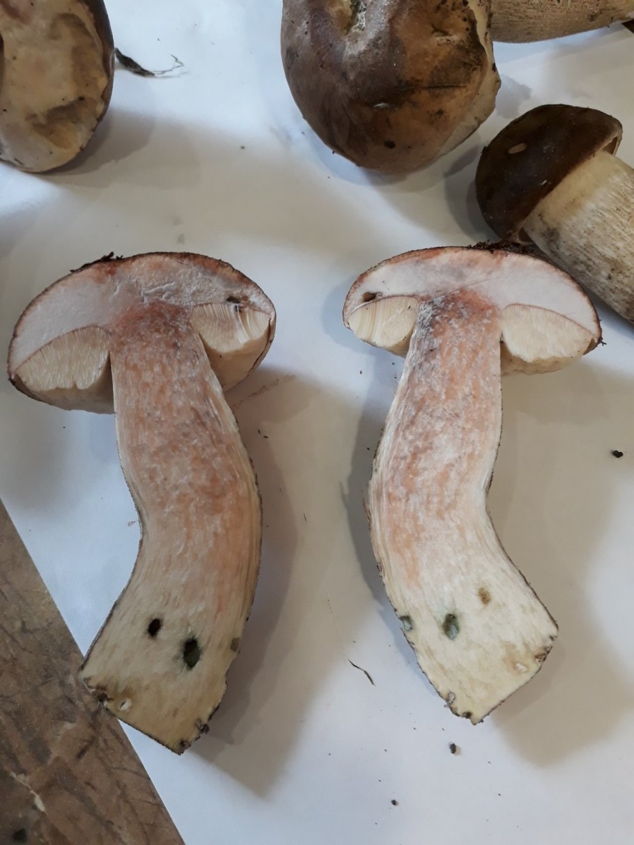 Ложный подберезовик шляпка