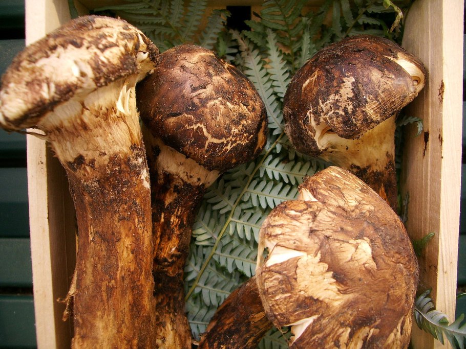 Сосновый гриб мацутаки