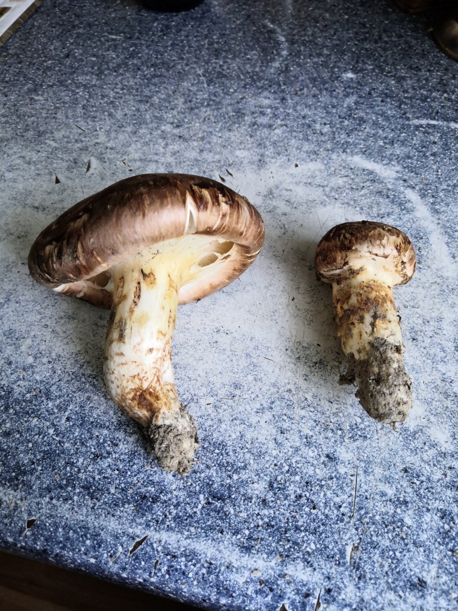 Трихолома мацутаке