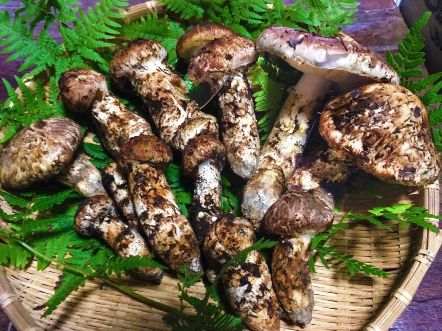 Сосновый гриб мацутакэ