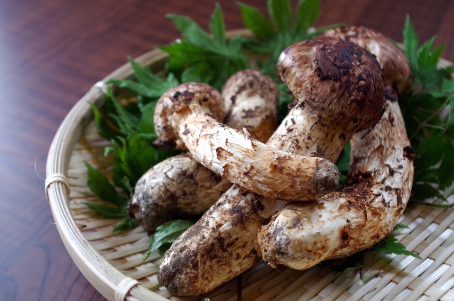 Сосновый гриб мацутаки