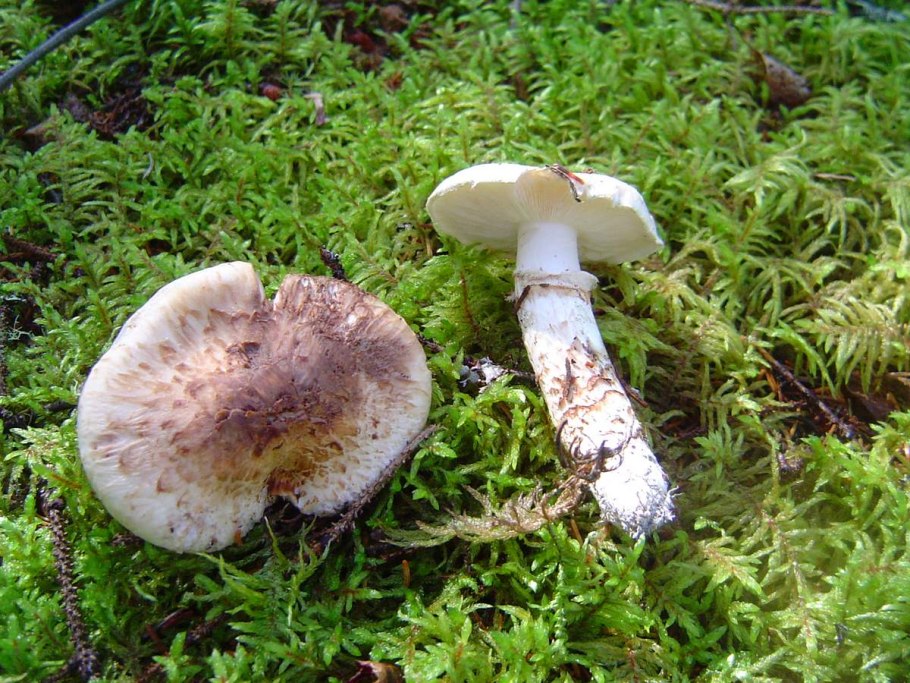 Гриб Tricholoma nauseosum