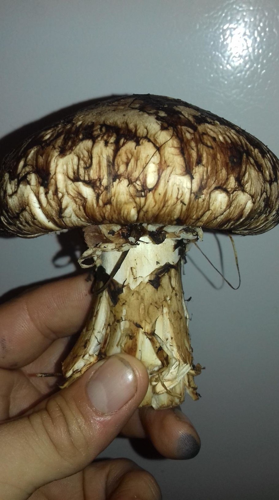 Tricholoma caligatum