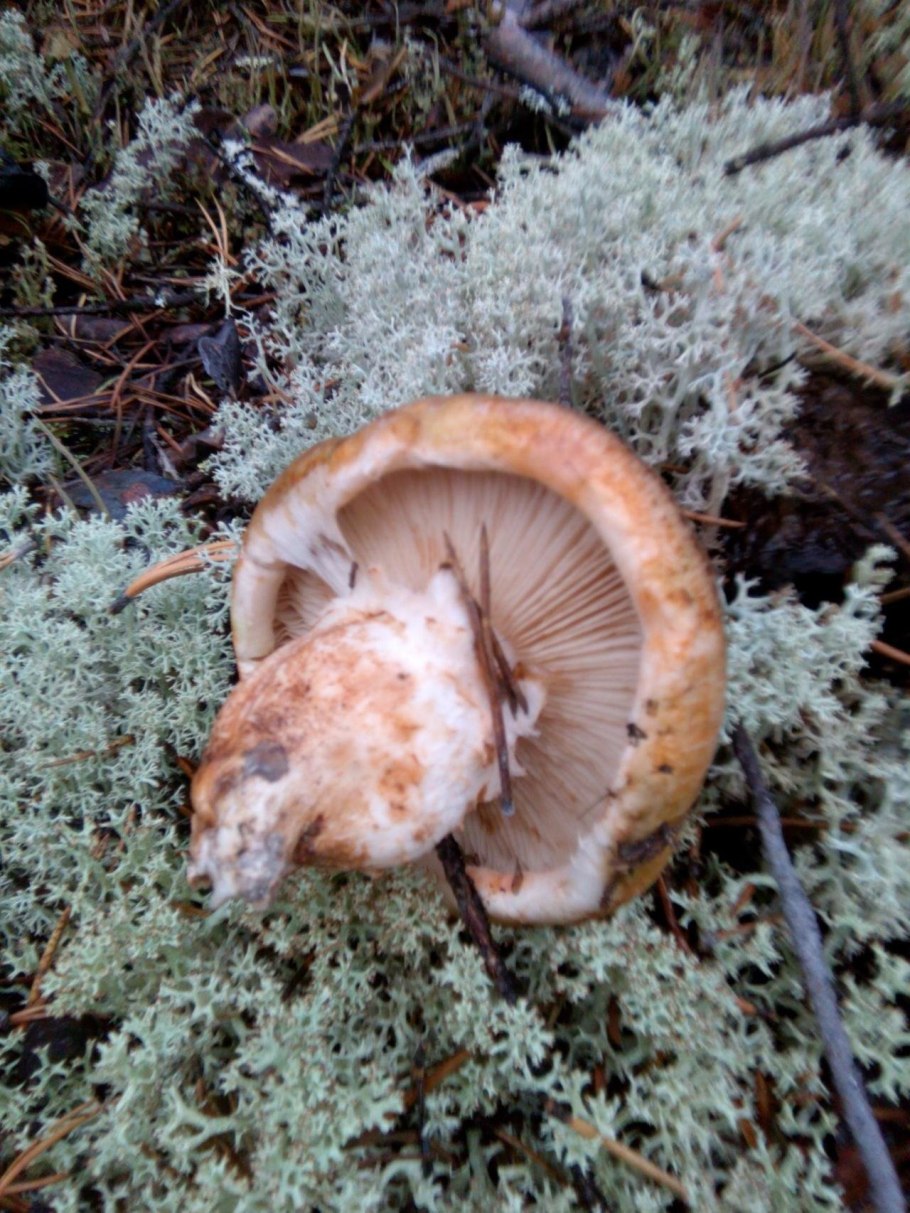 The Matsutake Mushroom