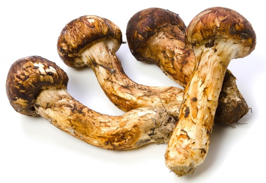 Мацутакэ (Tricholoma Matsutake)