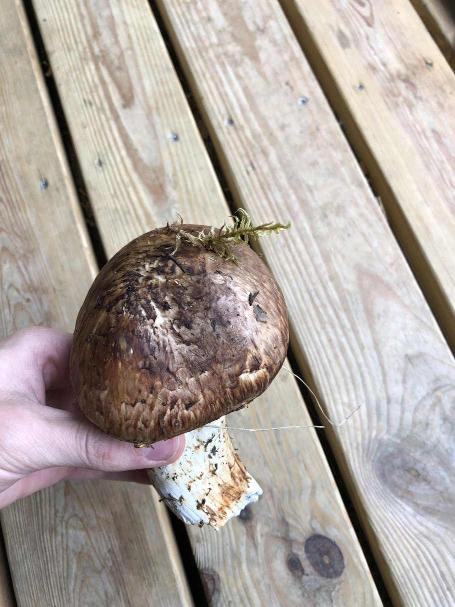 The Matsutake Mushroom