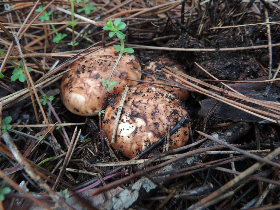 Сет мацутаке трюфель