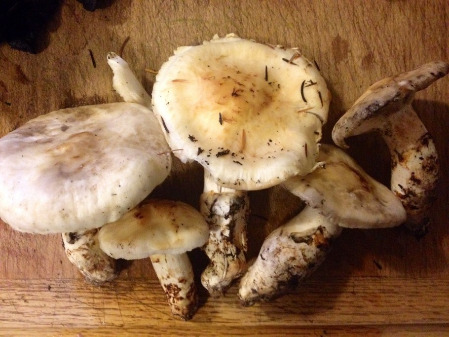 Гриб Tricholoma nauseosum