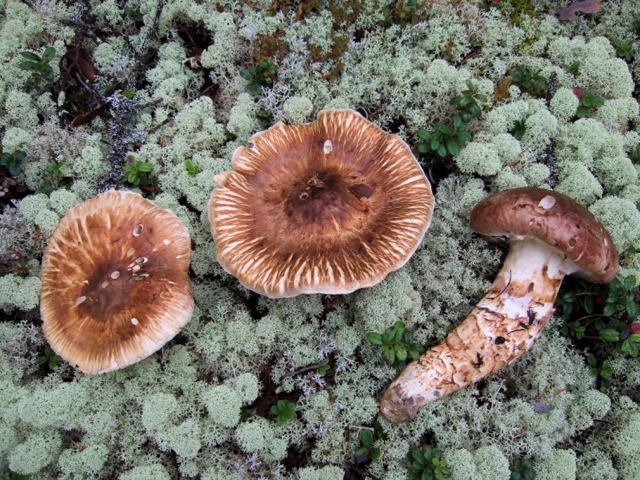 Мацутакэ паутинник