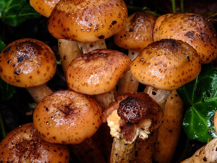 Мацутаке Геншин