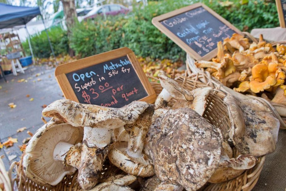 Мацутакэ добинмуши