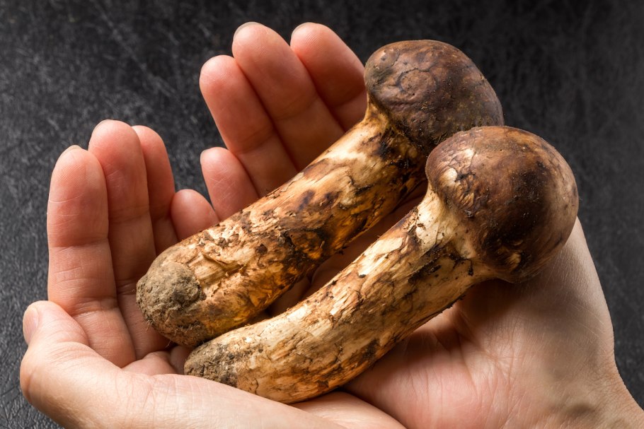 Tricholoma Matsutake