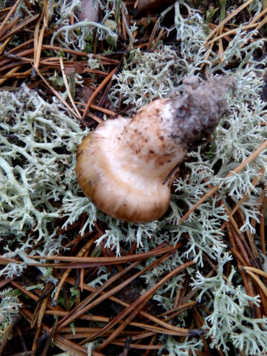 Старый гриб съедобный