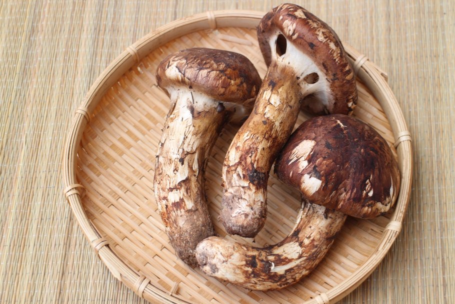 Гриб Tricholoma Matsutake