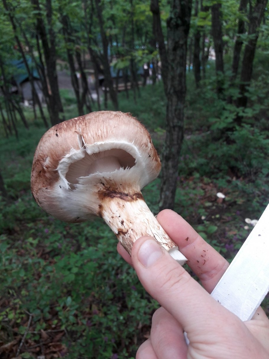 Рядовка обутая мацутакэ