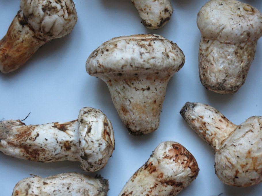 Сосновый гриб мацутаки