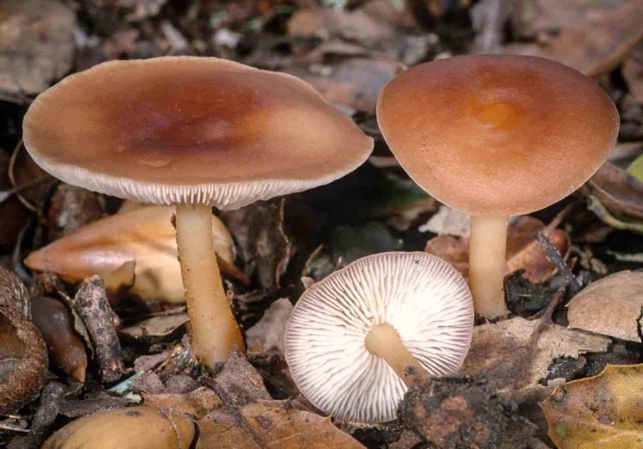 Коллибия лесолюбивая