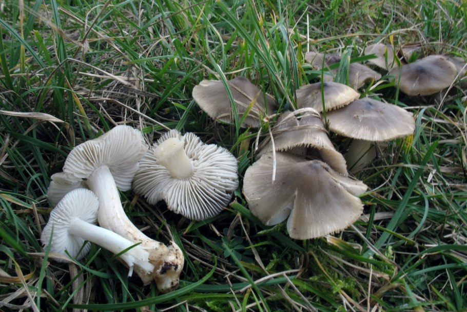 Cuphophyllus Fornicatus