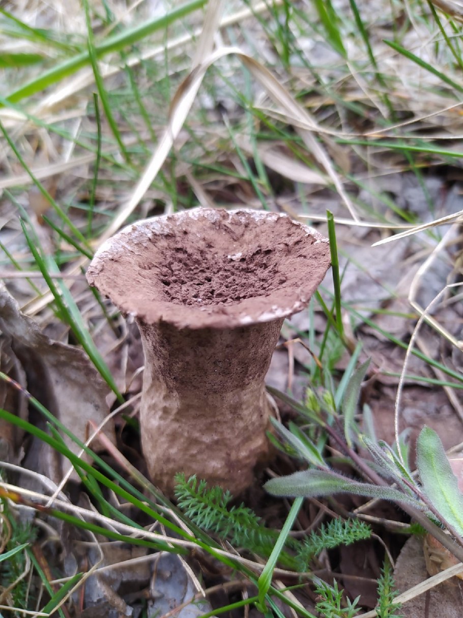 Серые грибы на пнях