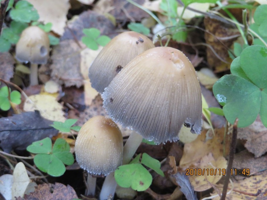 Гриб навозник мерцающий