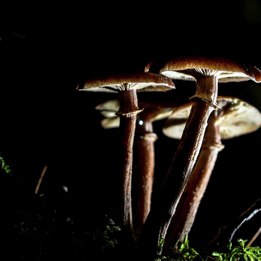 Гриб Журавушка фото