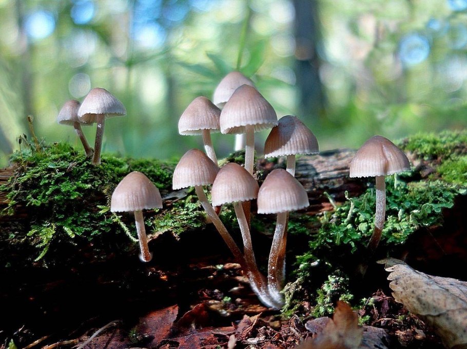 Agaricus haemorroidarius