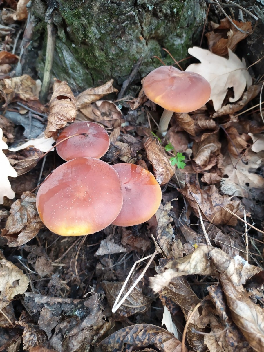 Волгоградские опята