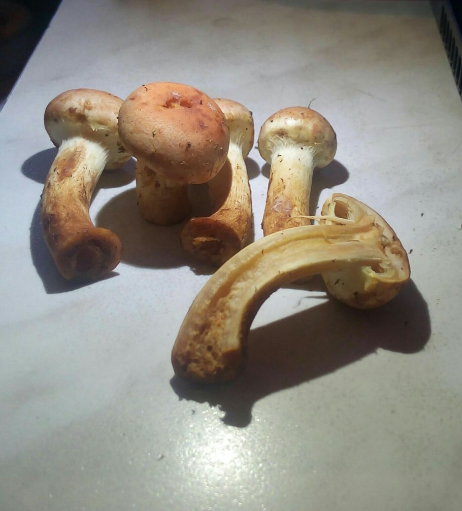 Ложнодождевик порховковый