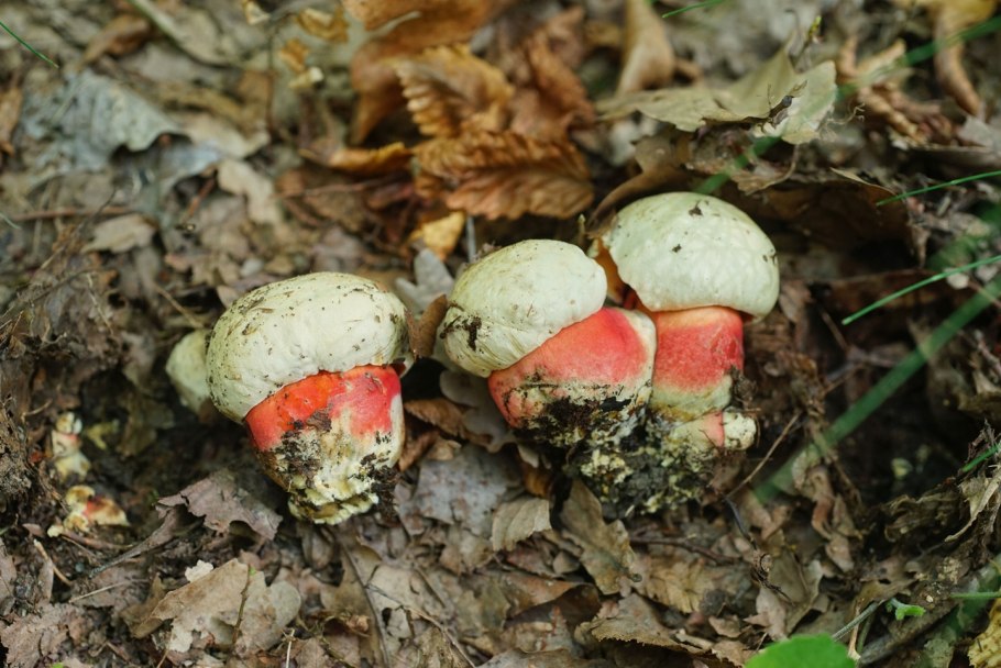 Грибы Алтайского края