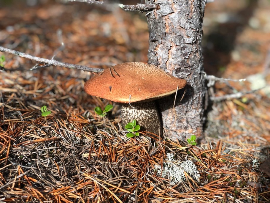 Грибы в Новосибирске