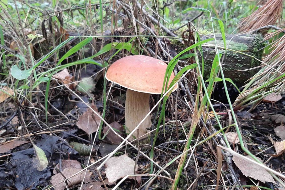 Грибы Республики Адыгея