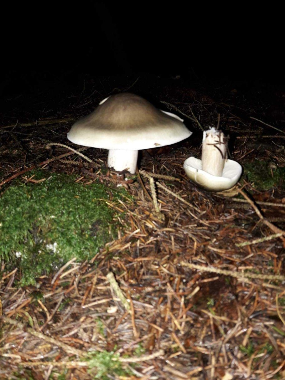 Млечник гриб, Гладыш гриб