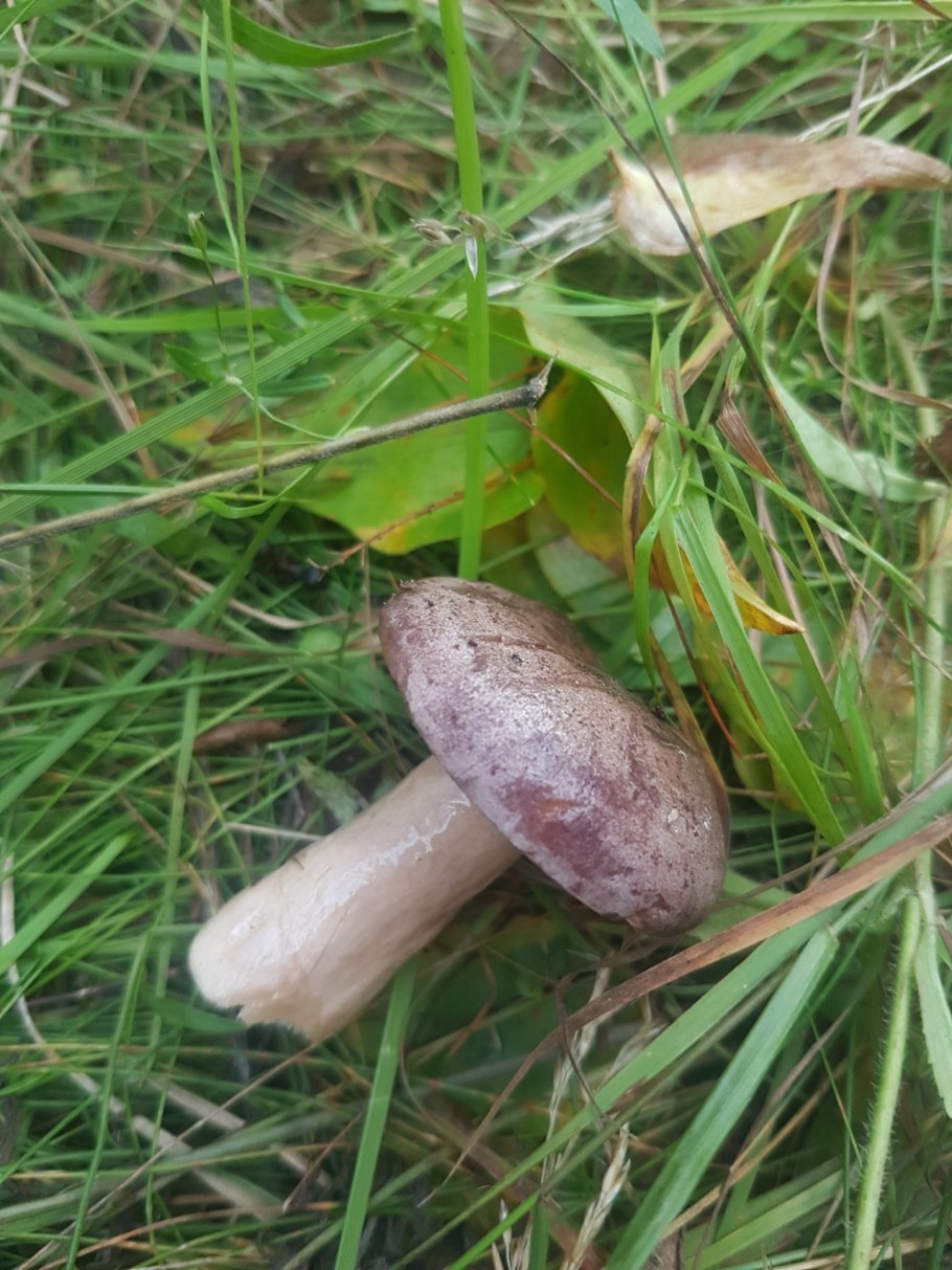 Грибы Краснодарского края грузди