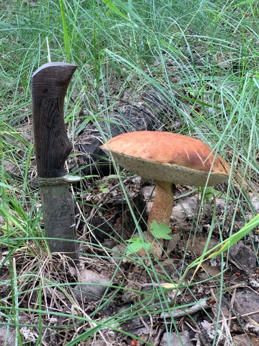 Естественно грибов