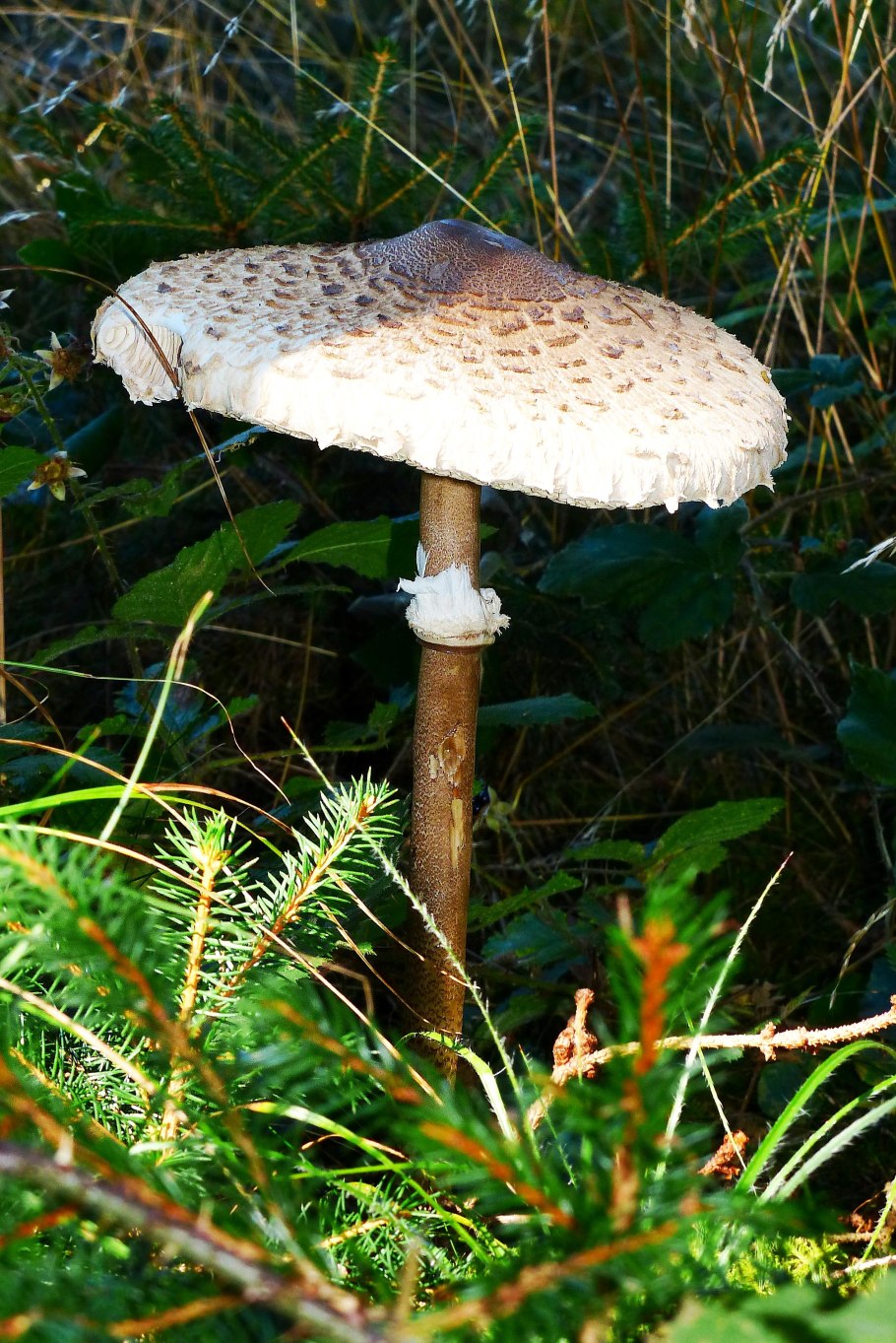 Грибы под абрикосами