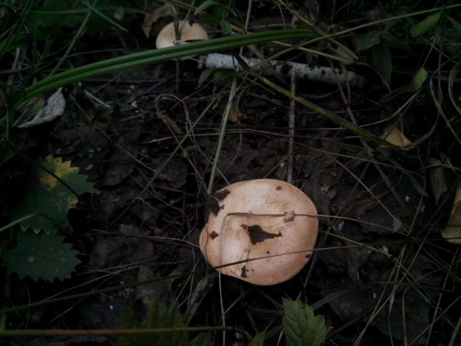 Гриб Путник Боровой