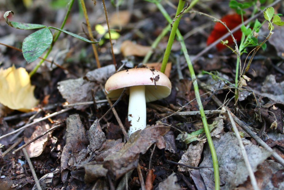 Грибы которые съедобные