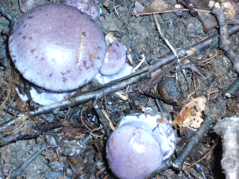 Паутинник фиолетовый гриб