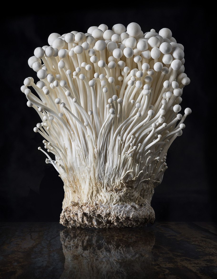 эноки, энокитаке. эноки мицелий. грибочки эноки. эноки корейские. грибы эноки где.