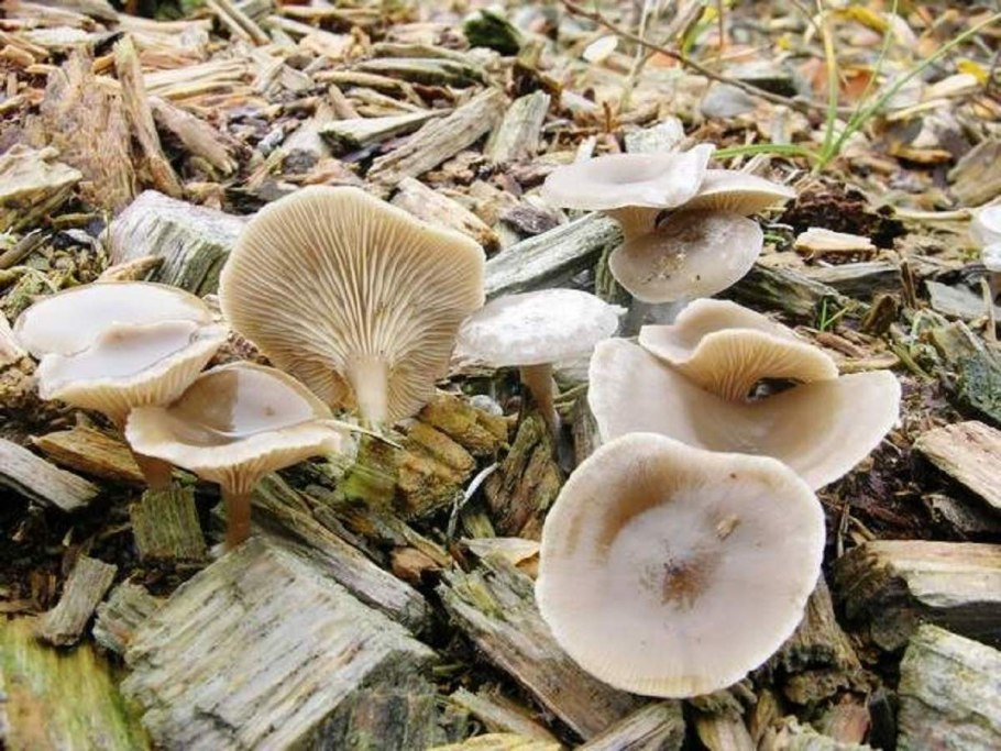 Говорушка бледноокрашенная. Clitocybe