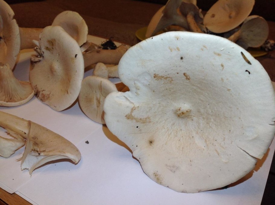 Говорушка подогнутая Infundibulicybe geotropa