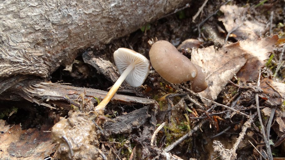 Условно съедобные грибы