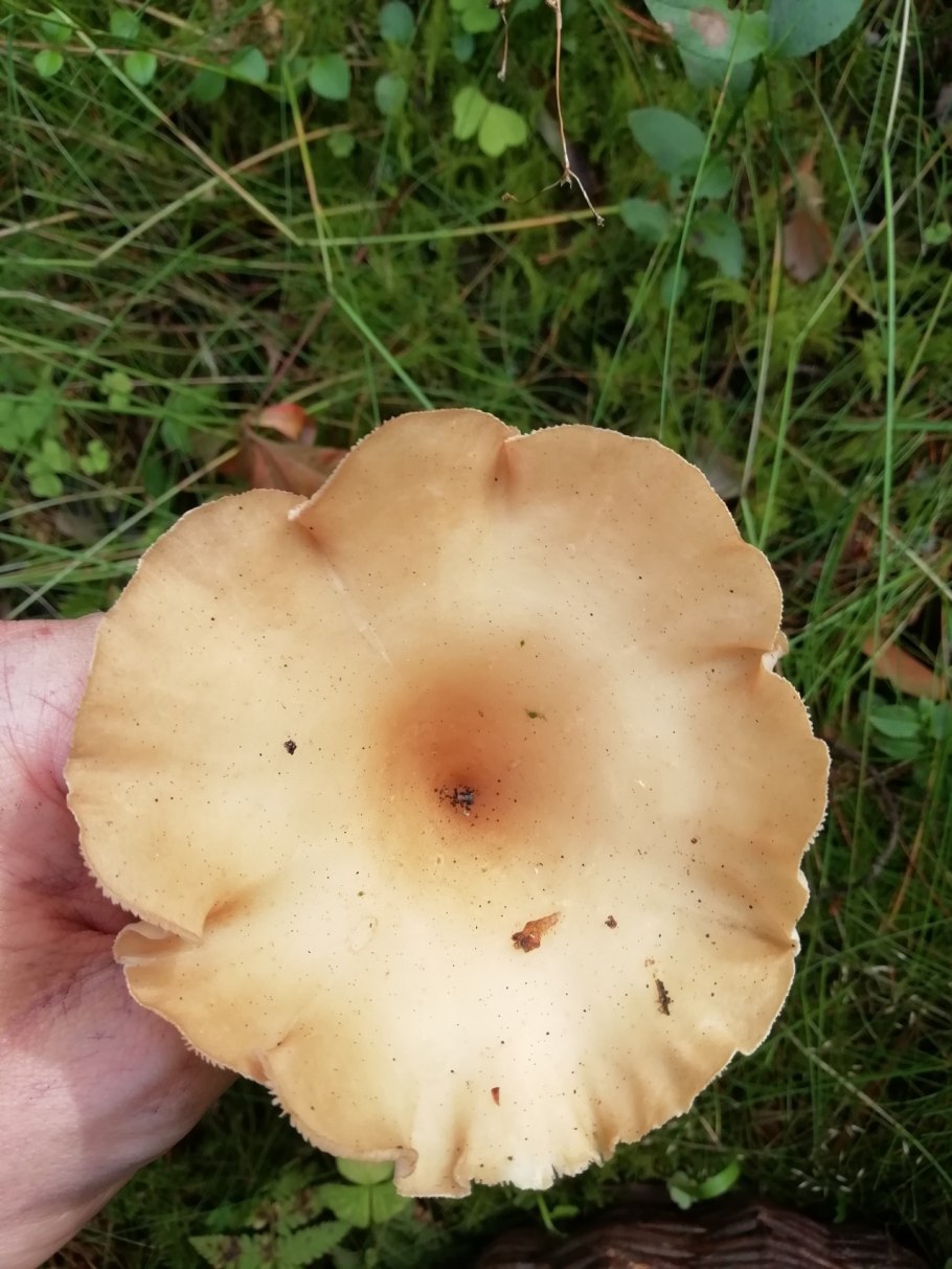 Говорушка ворончатая (Clitocybe Gibba)