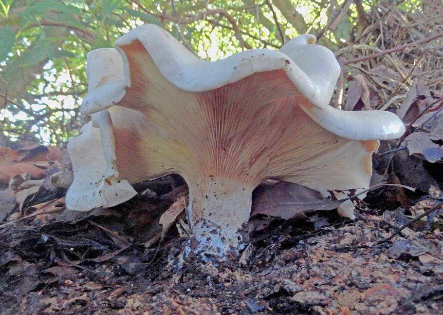 Белый горный(говорушка гигантская)